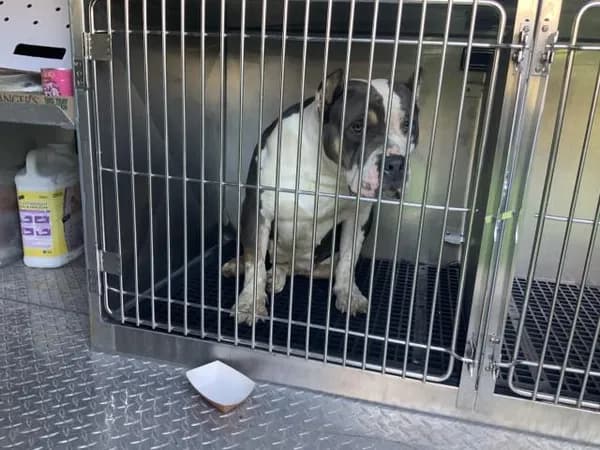Unnamed - American Pit Bull Terrier