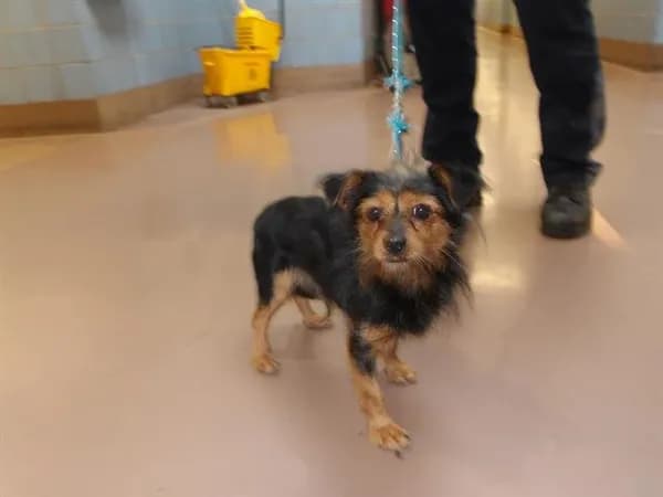 Unnamed - Silky Terrier