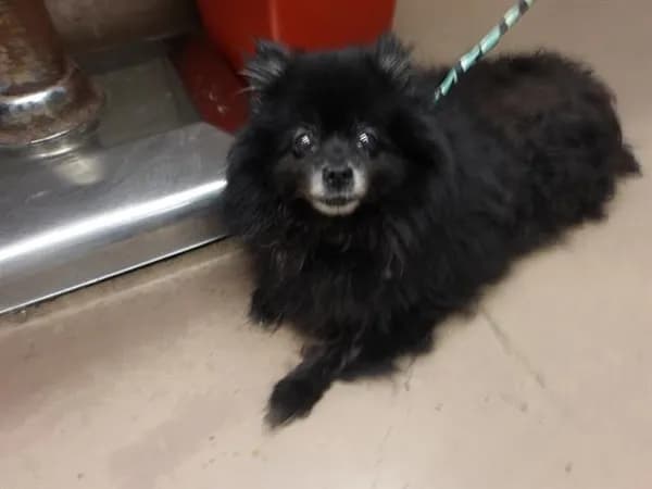 Unnamed - Pomeranian