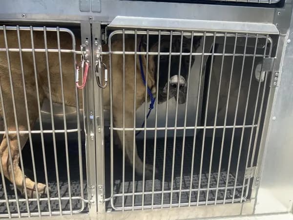 Unnamed - Cane Corso