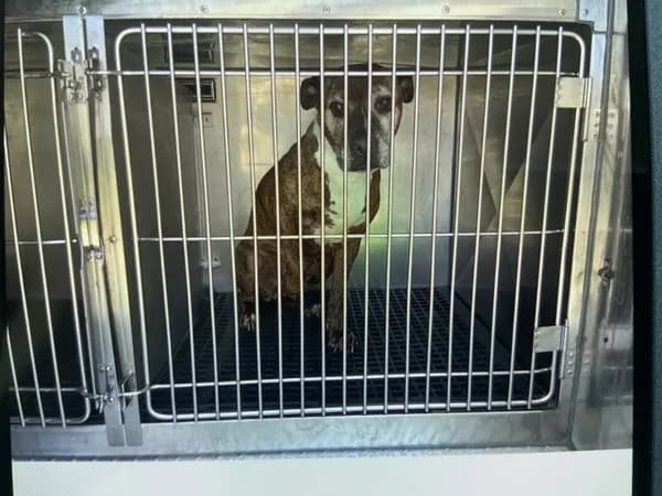 Unnamed - American Pit Bull Terrier