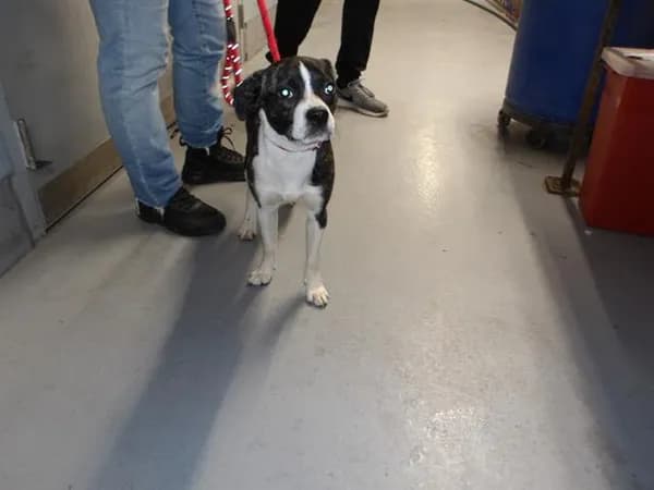 Unnamed - Boston Terrier and Pug
