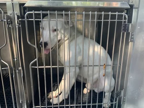 Unnamed - American Pit Bull Terrier