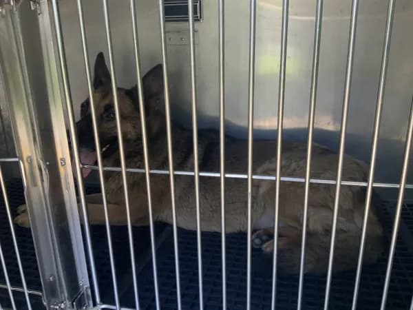 Linda - German Shepherd Dog