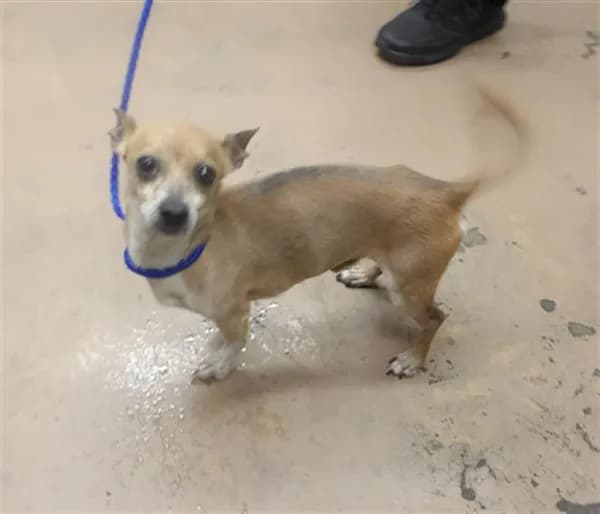 Unnamed - Chihuahua - Smooth Coated