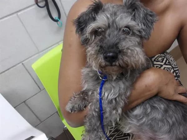 Unnamed - Schnauzer - Miniature