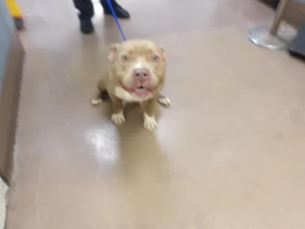 Unnamed - American Pit Bull Terrier