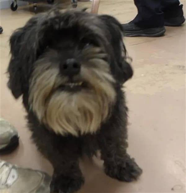 Unnamed - Shih Tzu