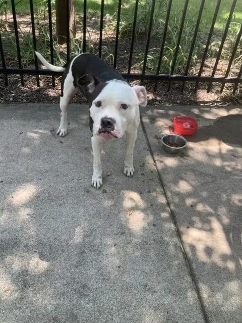 Unnamed - American Pit Bull Terrier