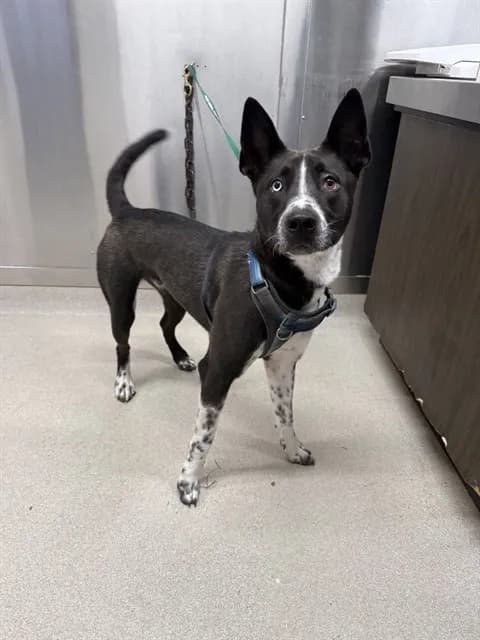 Asta - Alaskan Husky mix