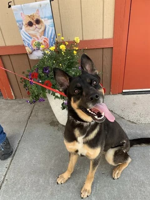 Loba - German Shepherd Dog and Australian Cattle Dog