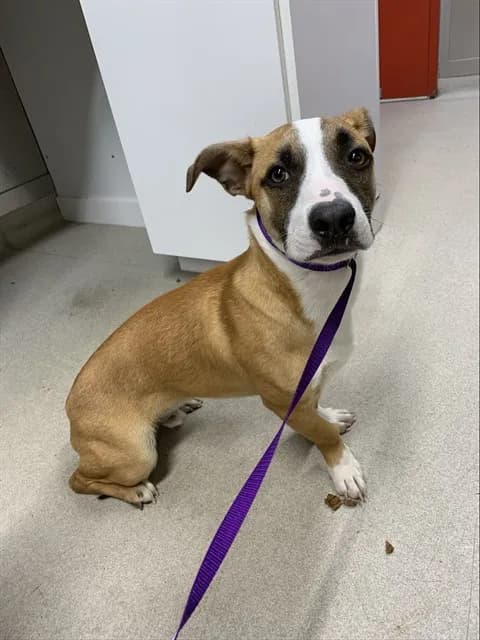 Beethoven - Basset Hound mix