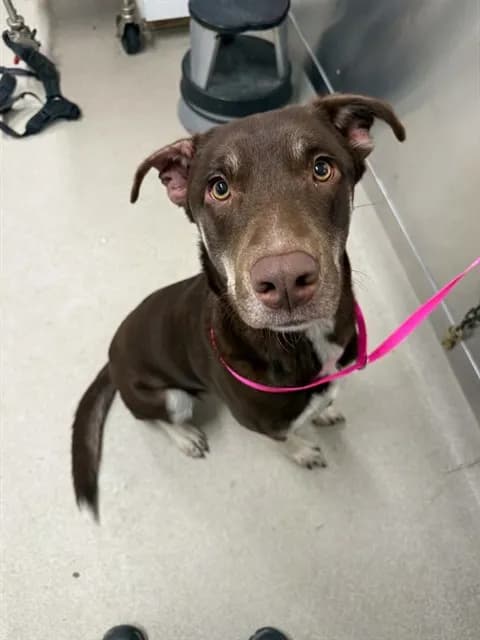 Kira - Alaskan Husky mix
