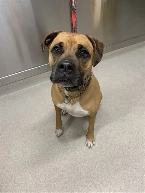 Tucker - Boxer and Labrador Retriever