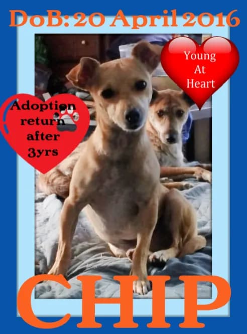 Chip-l - Experienced Family - Chihuahua / Mixed (short coat)
