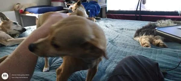 Chip-l - Experienced Family - thumbnail 4