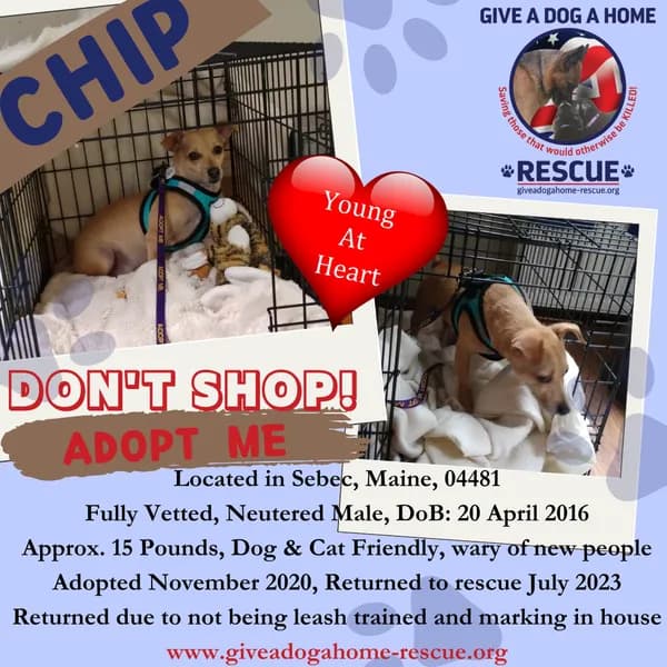 Chip-l - Experienced Family - thumbnail 6