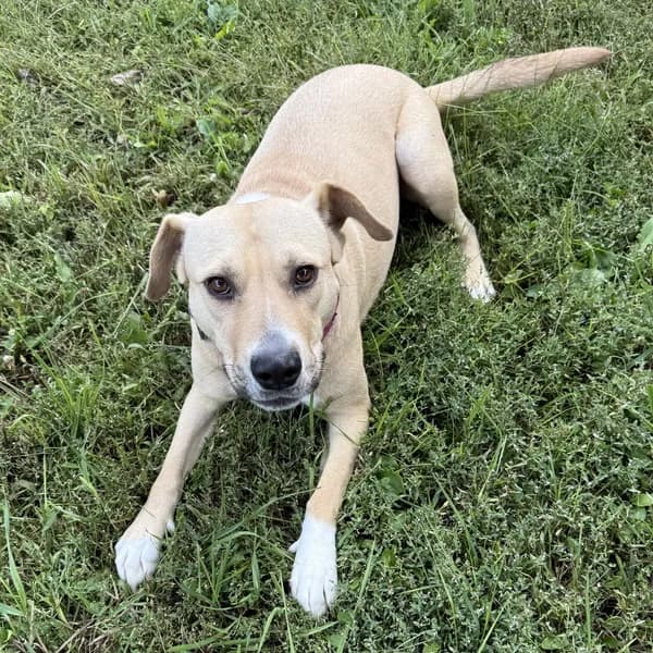 Kitchen - Pit Bull Terrier / Mixed (short coat)