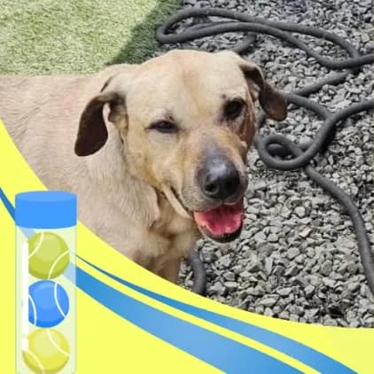 Tarzan - Anatolian Shepherd / Hound / Mixed (medium coat)