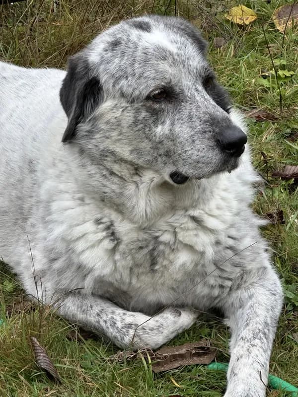 Bolt - Great Pyrenees / Catahoula Leopard Dog / Mixed (medium coat)