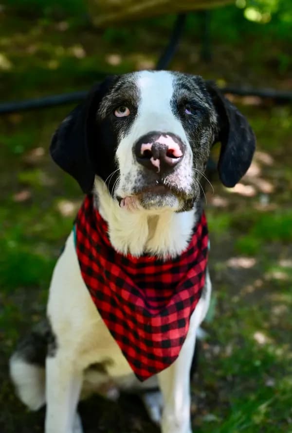 Stewie Winter *local* - Hound / Shepherd / Mixed (medium coat)