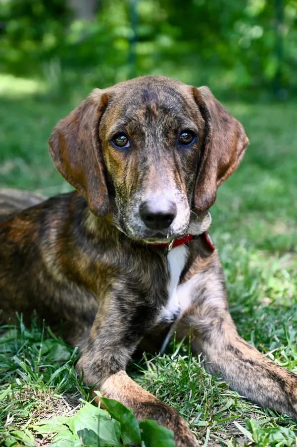 Abraham Darby Rose *local* - Hound / Mixed (short coat)
