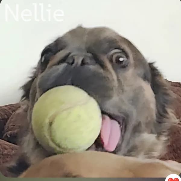 Nelly - thumbnail 3
