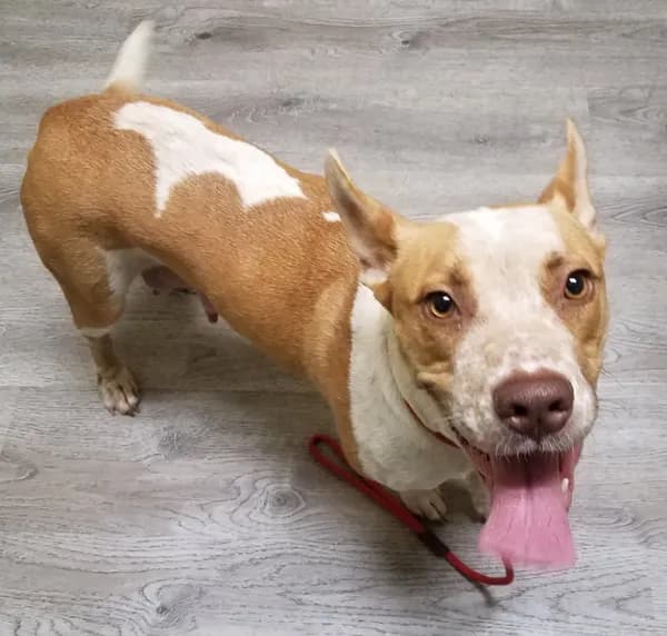 Kona - American Staffordshire Terrier / Australian Cattle Dog/Blue Heeler / Mixed (short coat)
