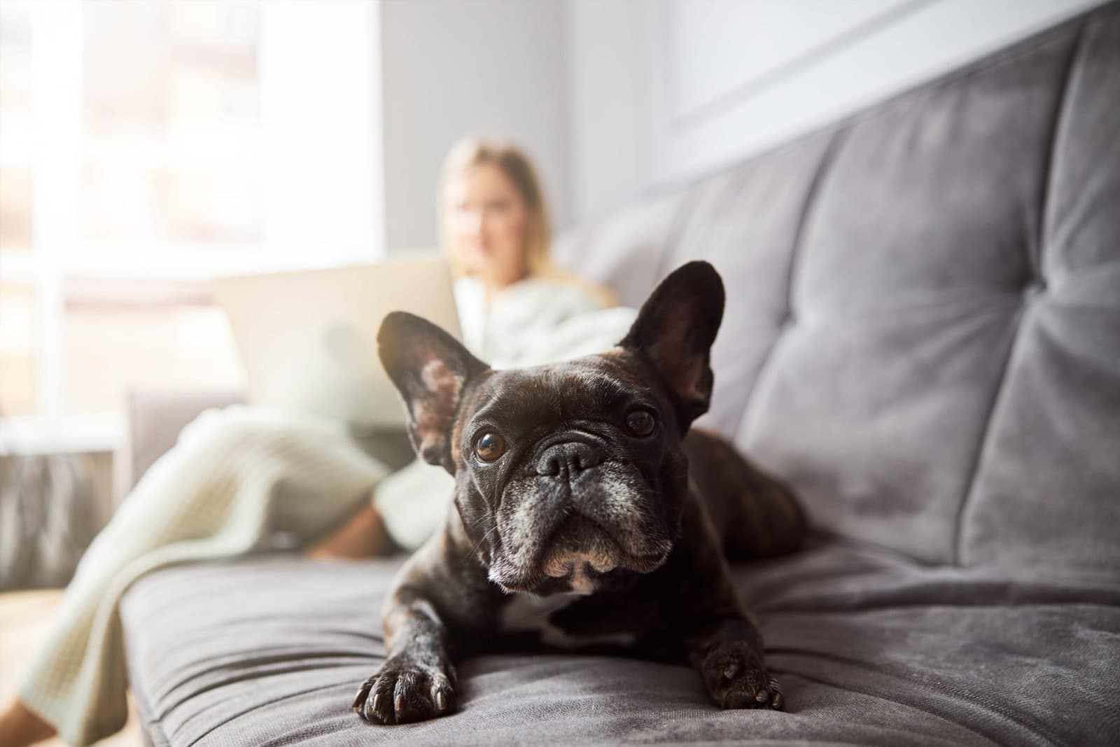 Apartment-Friendly Pet Adoption: A Renter's Guide