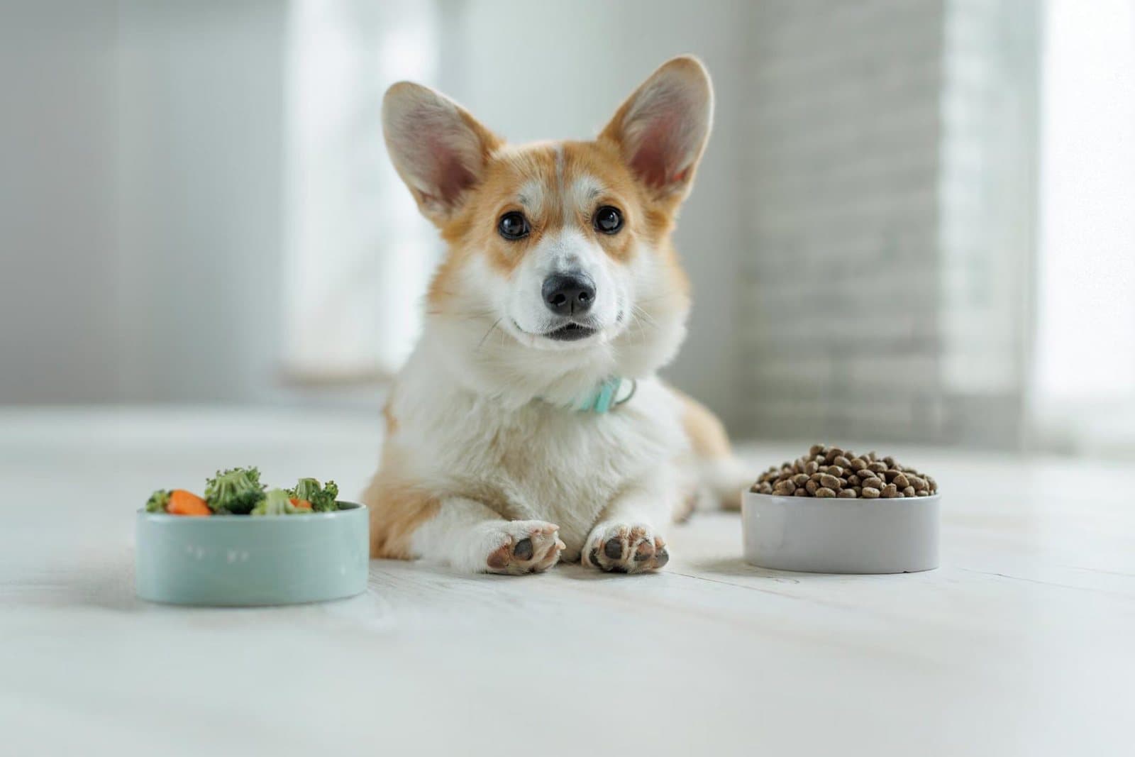 Choosing the Best Dog Food for Your Pet