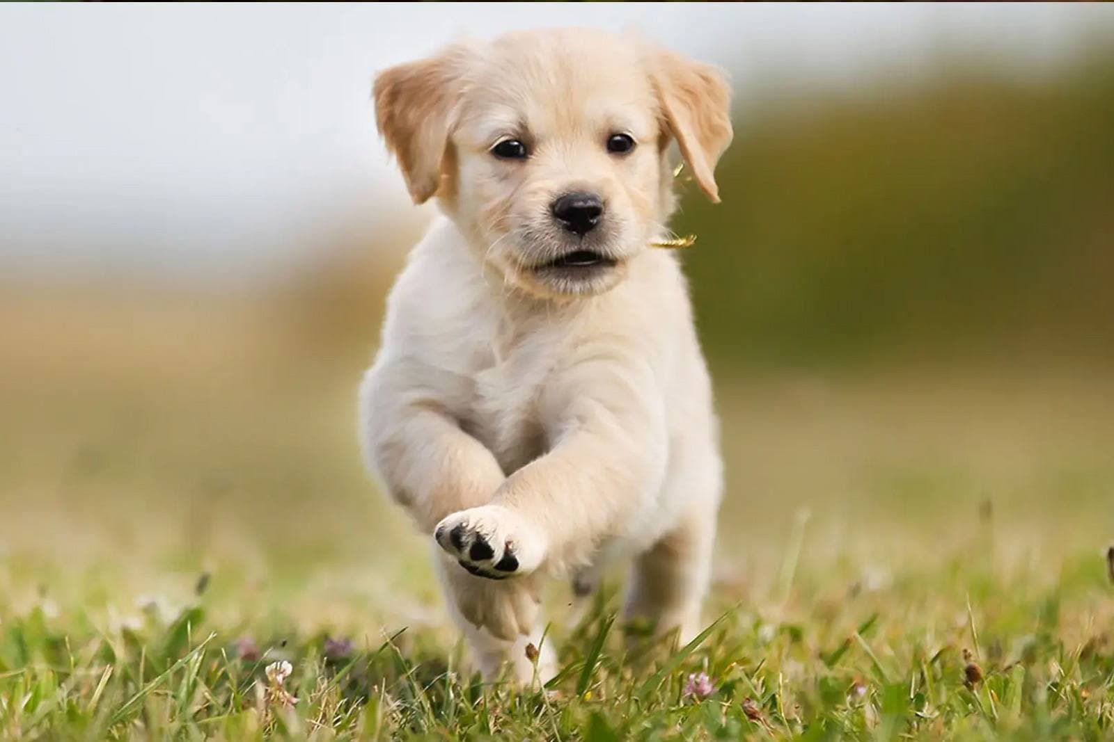 Best Dog Breeds for First-Time Owners