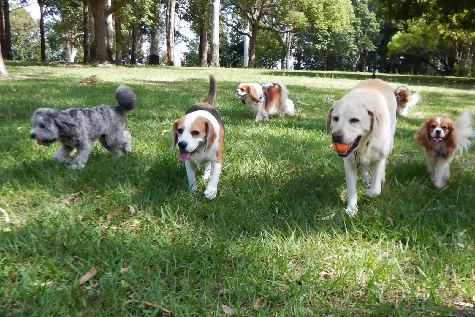 How to Choose the Right Pet Breed for Your Lifestyle