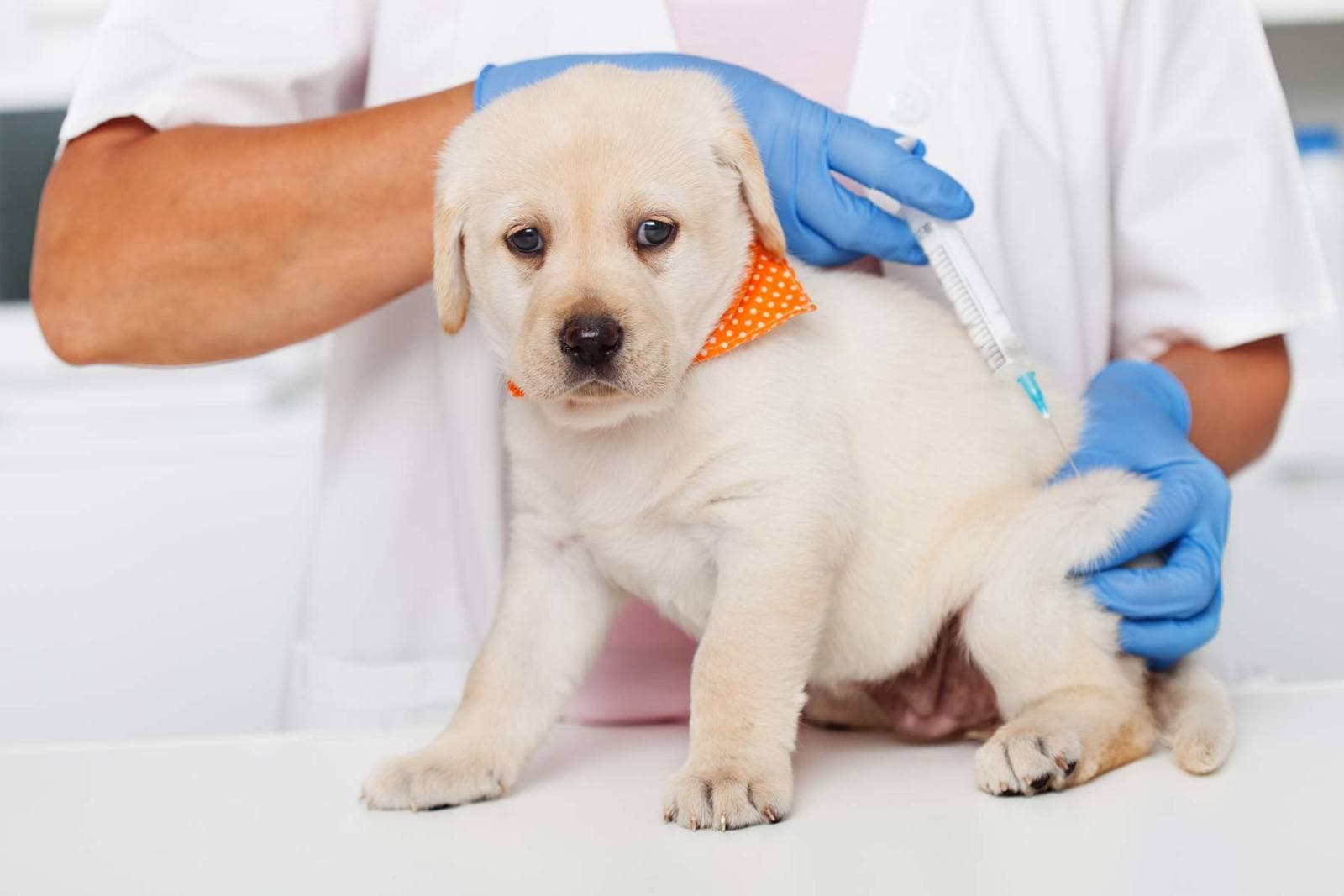 The Complete Pet Vaccine Schedule for Dogs and Cats (2026 Update)