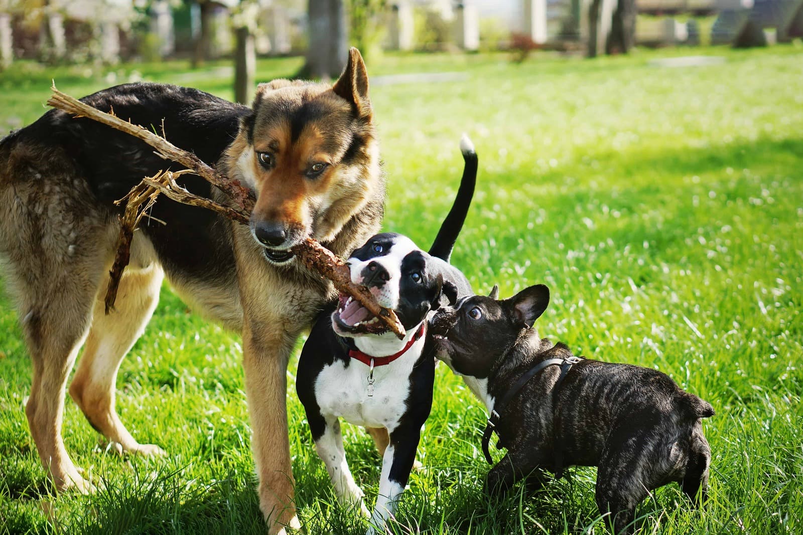 10 Most Popular Dog Breeds and Why People Love Them