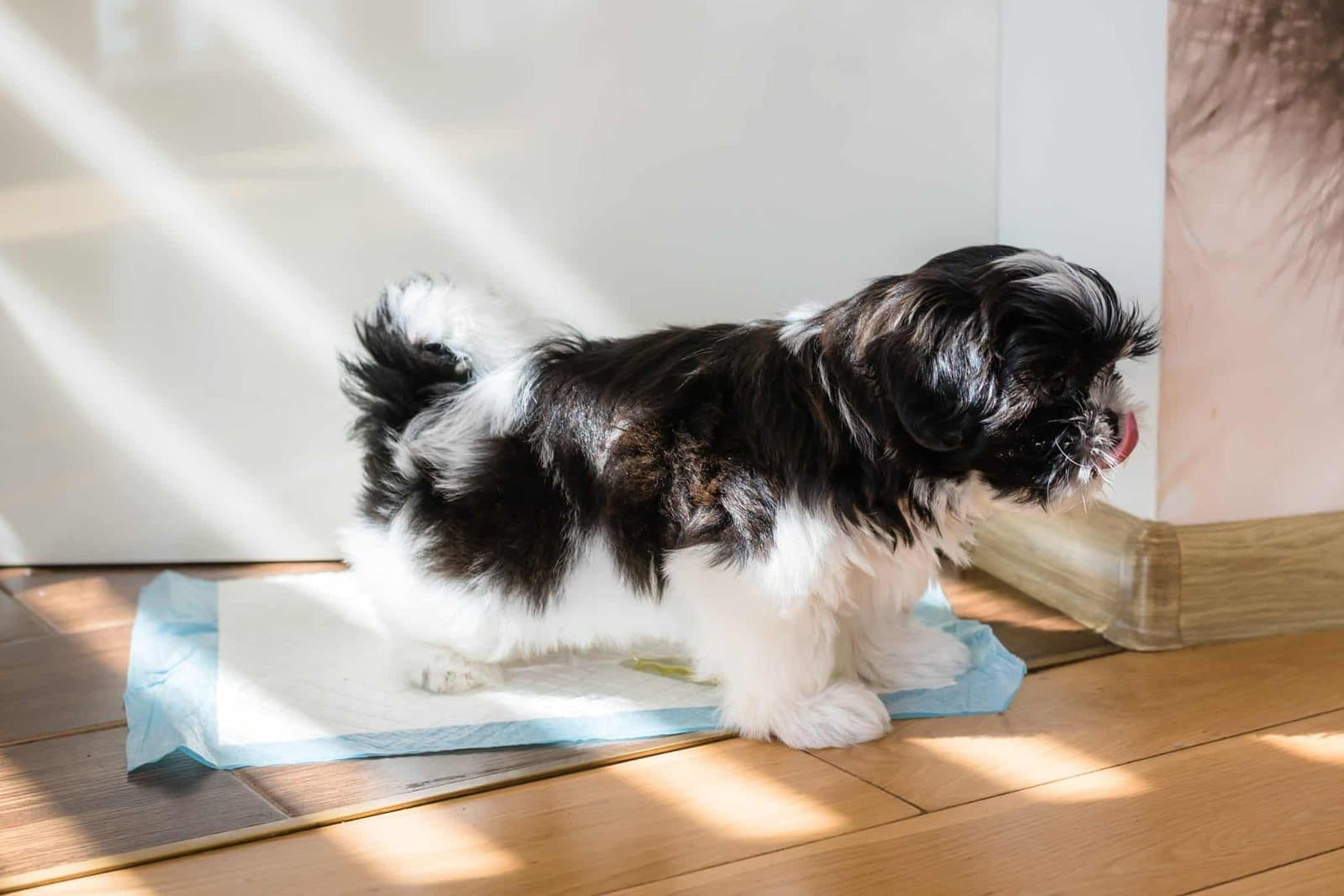 Puppy Potty Training: A Realistic Week-by-Week Guide