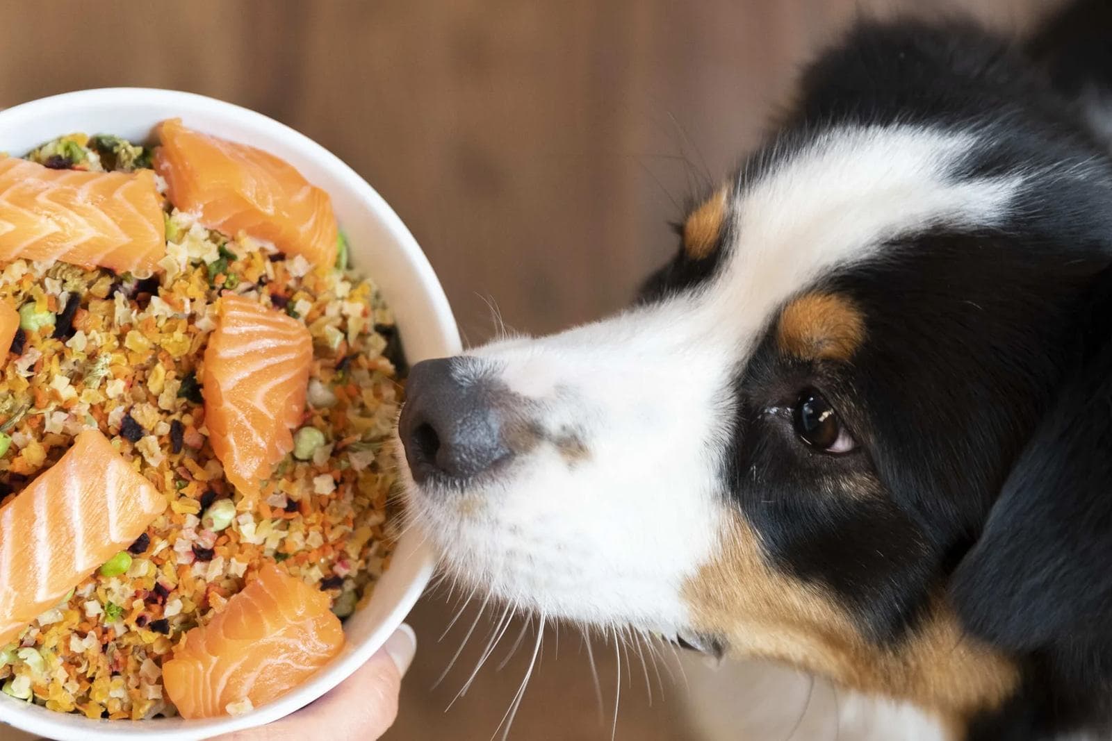Raw, Fresh, and Homemade Pet Diets: What the Evidence Says