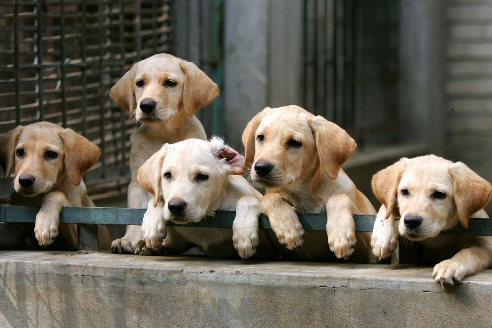 Shelter vs. Rescue vs. Breeder: Which Is Right for You?