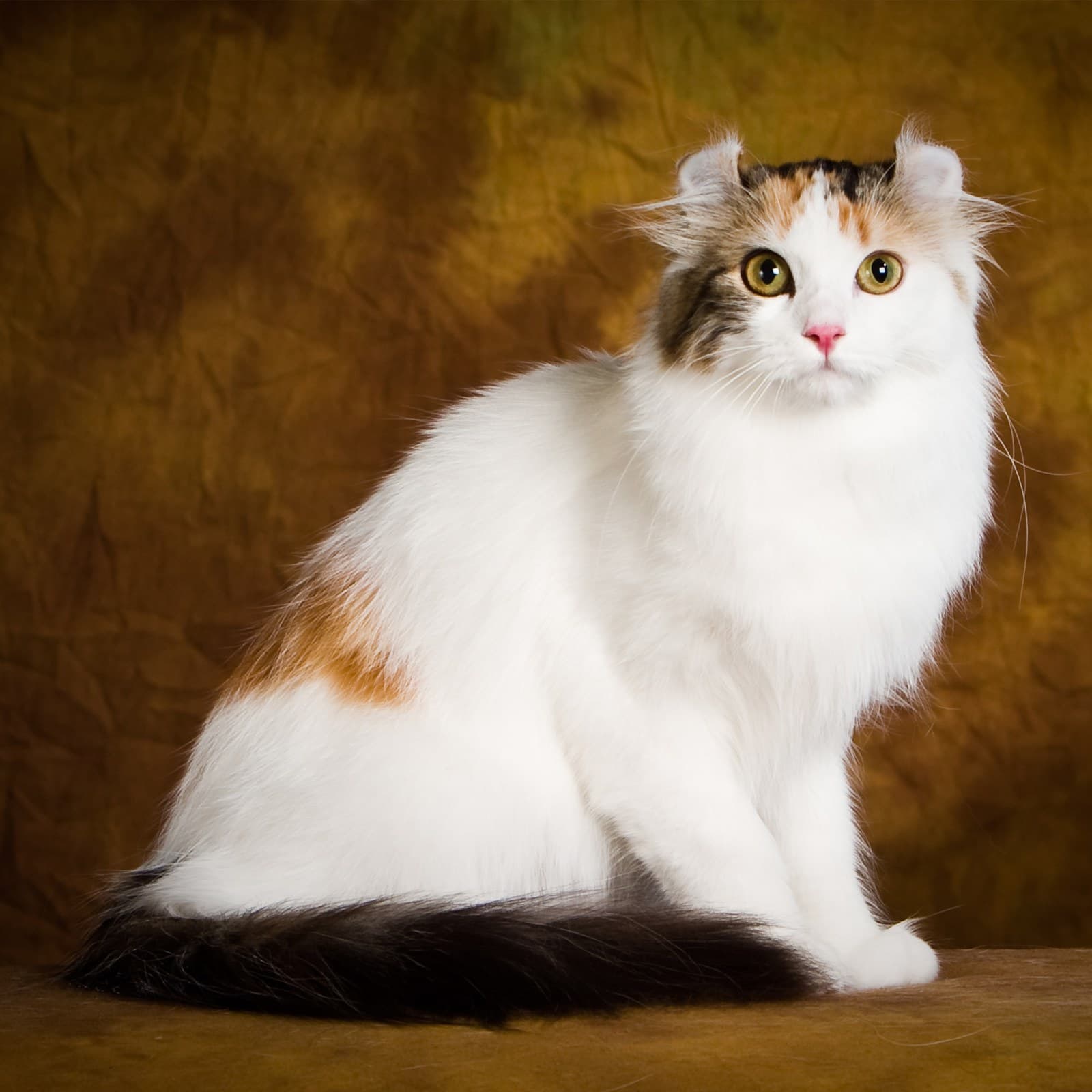 American Curl