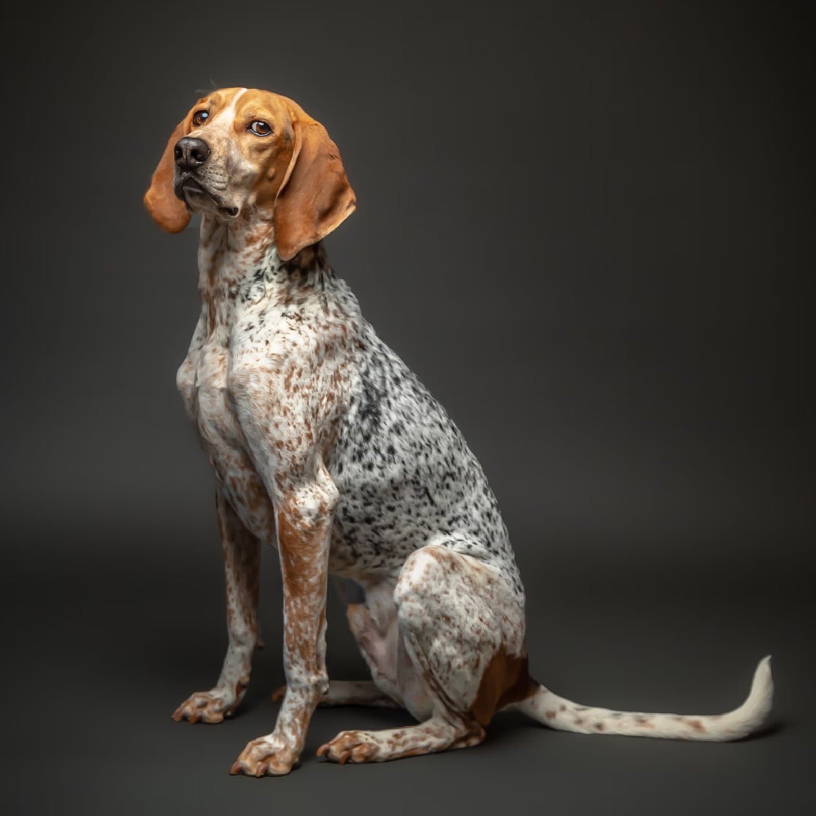 American English Coonhound