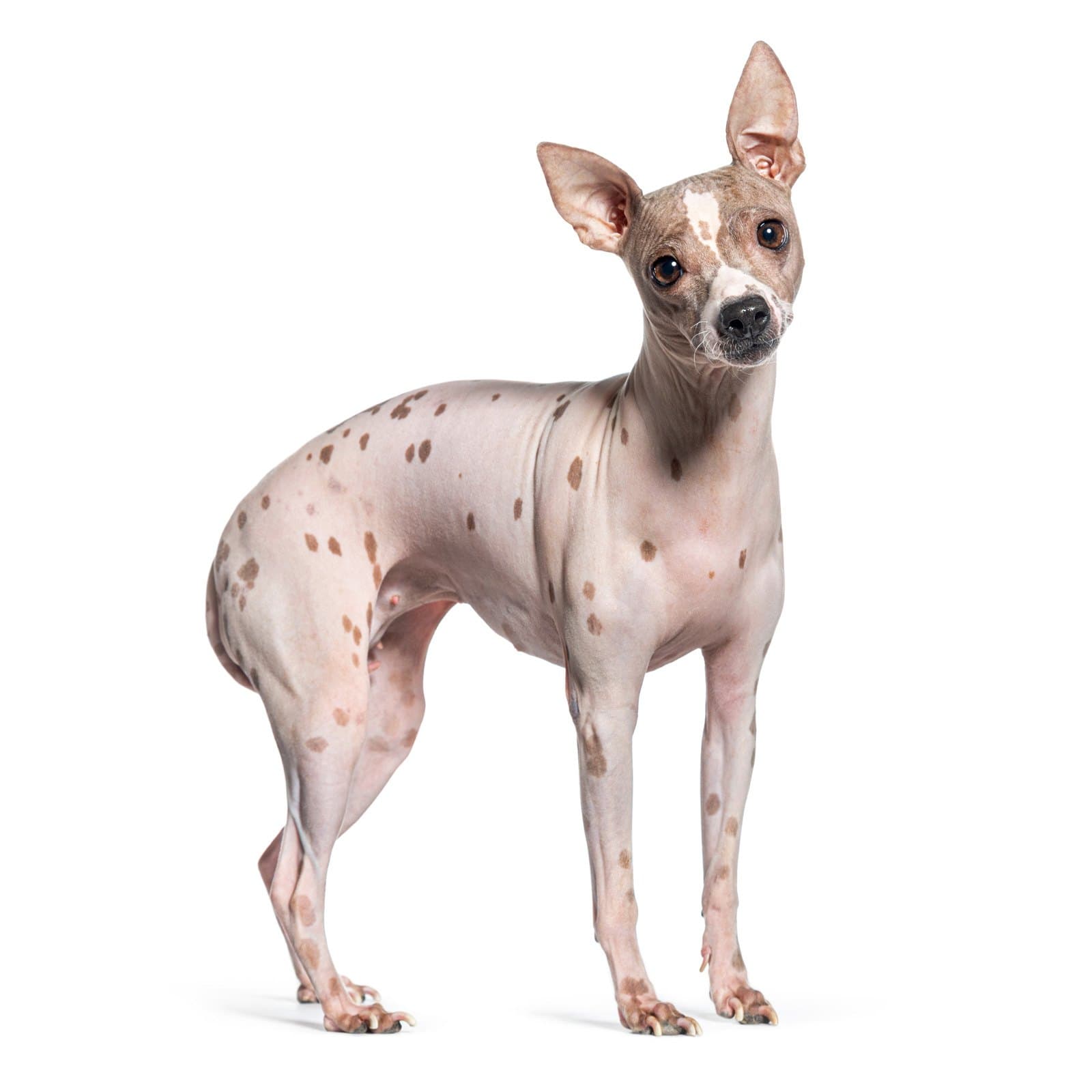 American Hairless Terrier