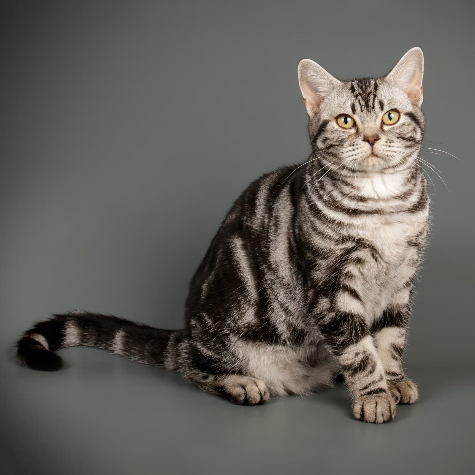 American Shorthair