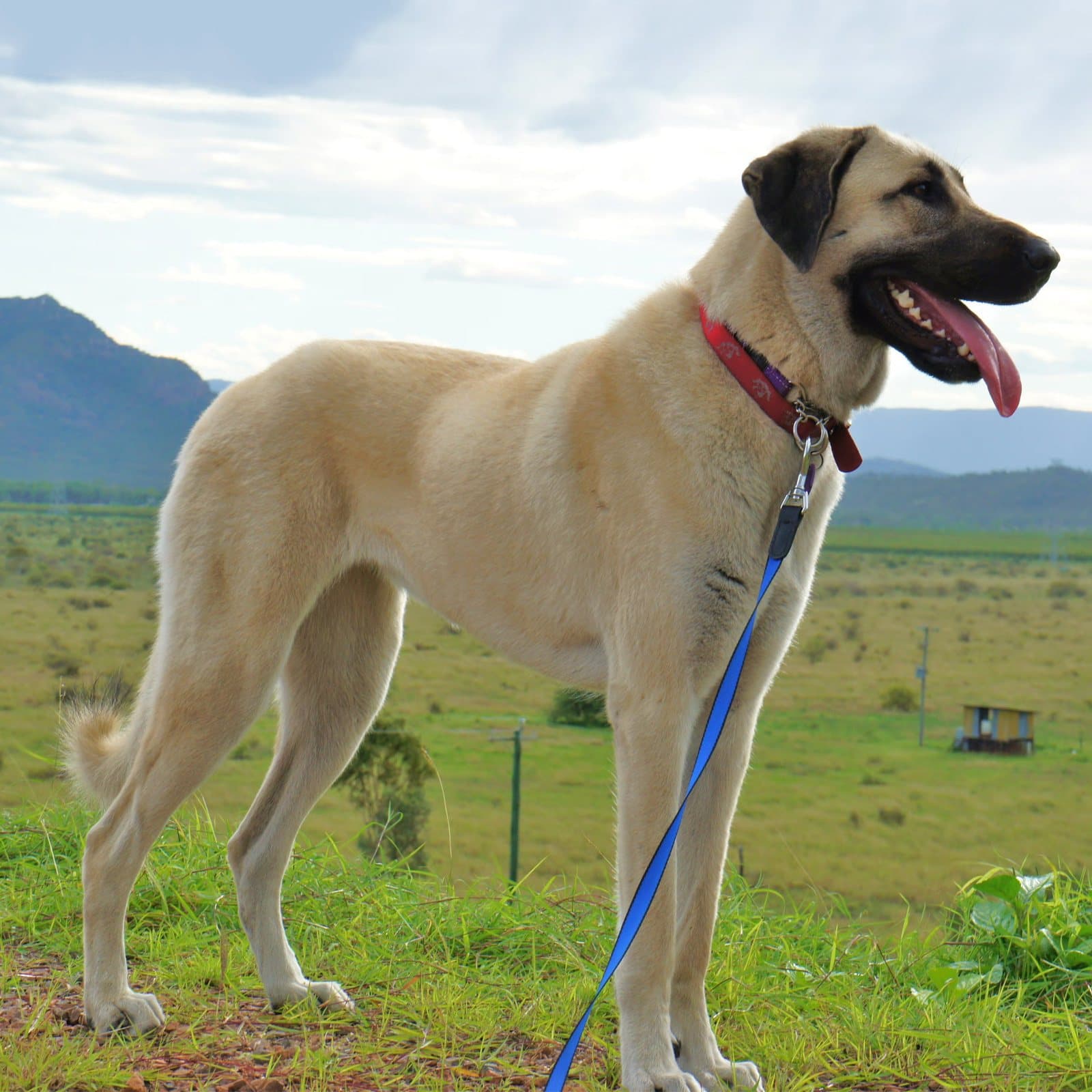 Anatolian Shepherd Dog