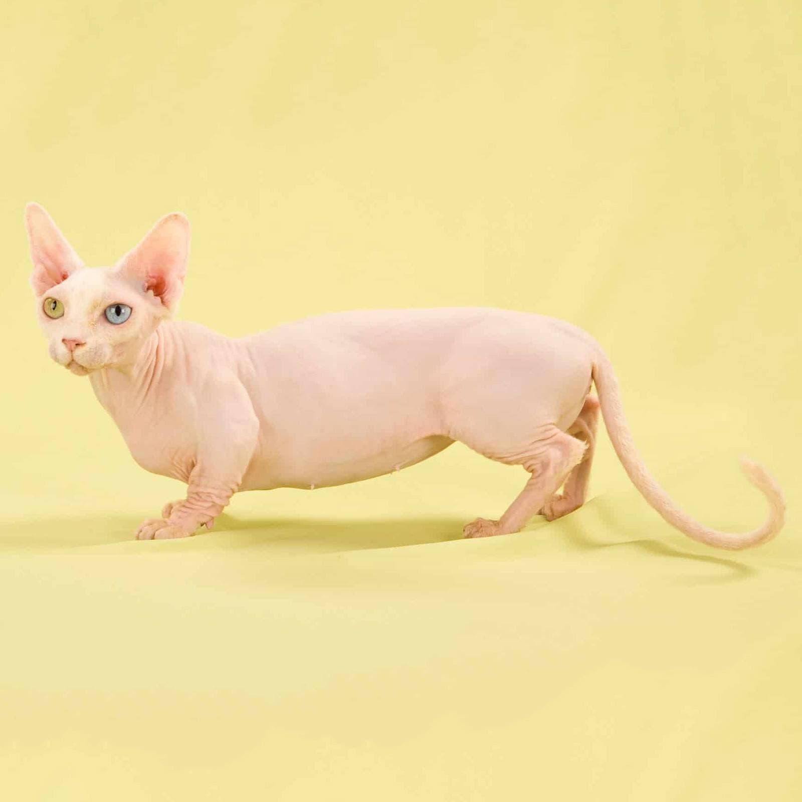 Bambino