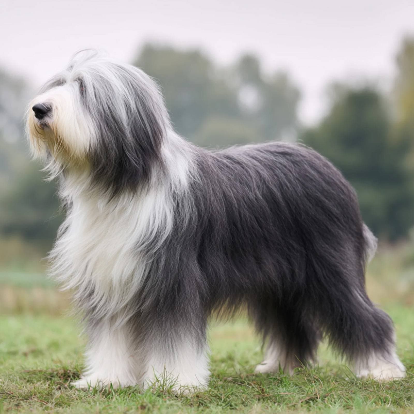Bearded Collie