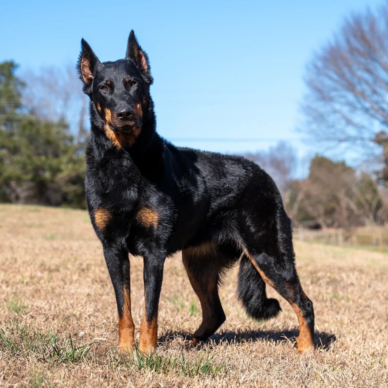 Beauceron
