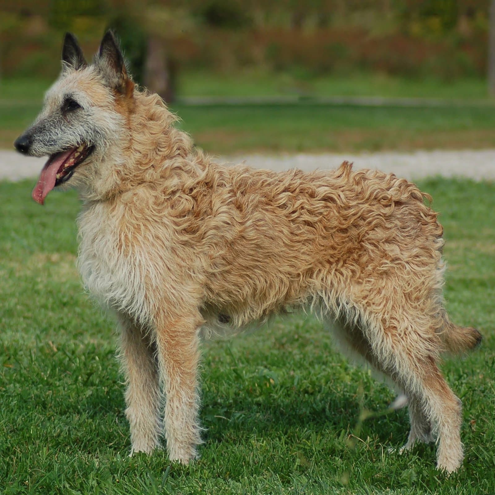 Belgian Laekenois
