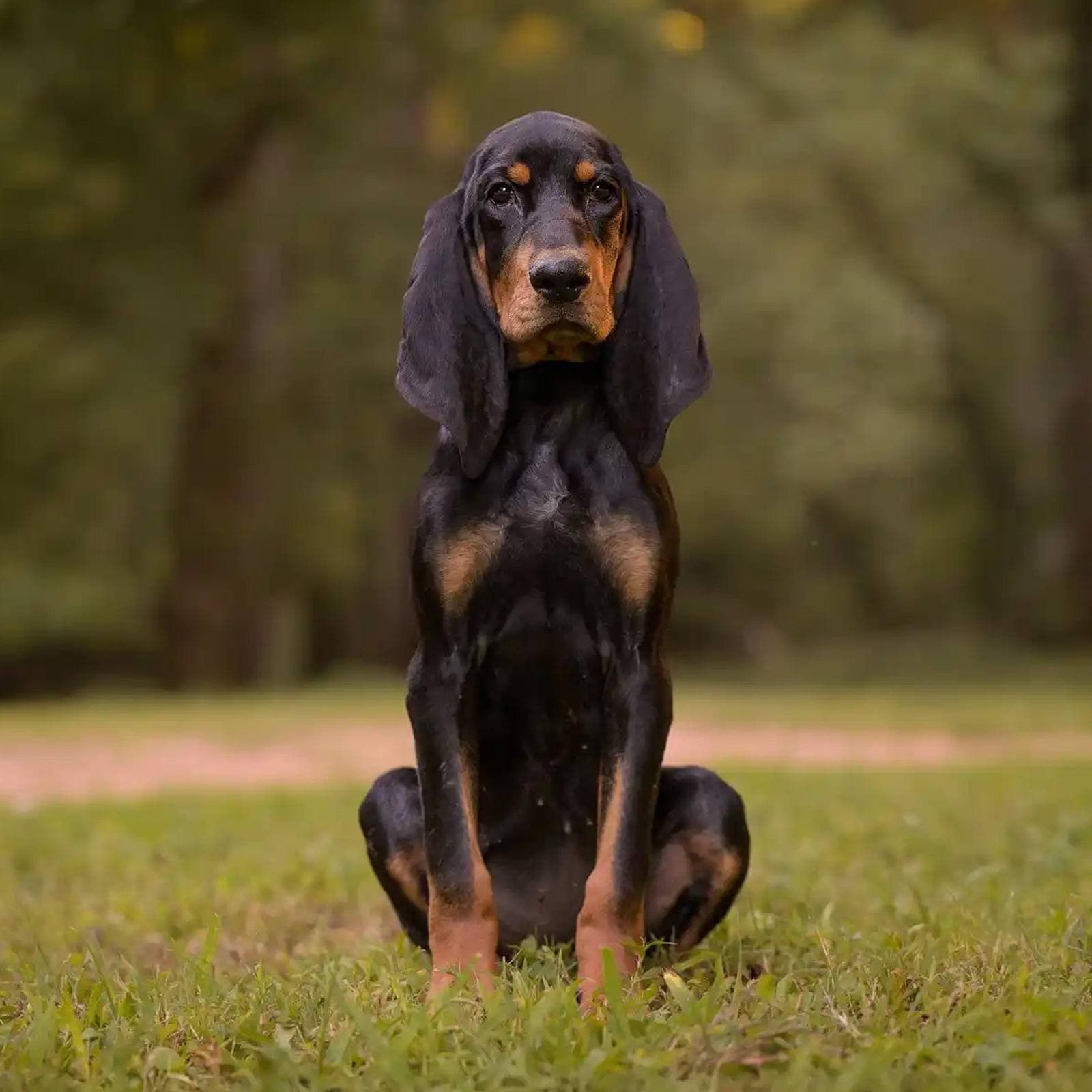 Black and Tan Coonhound