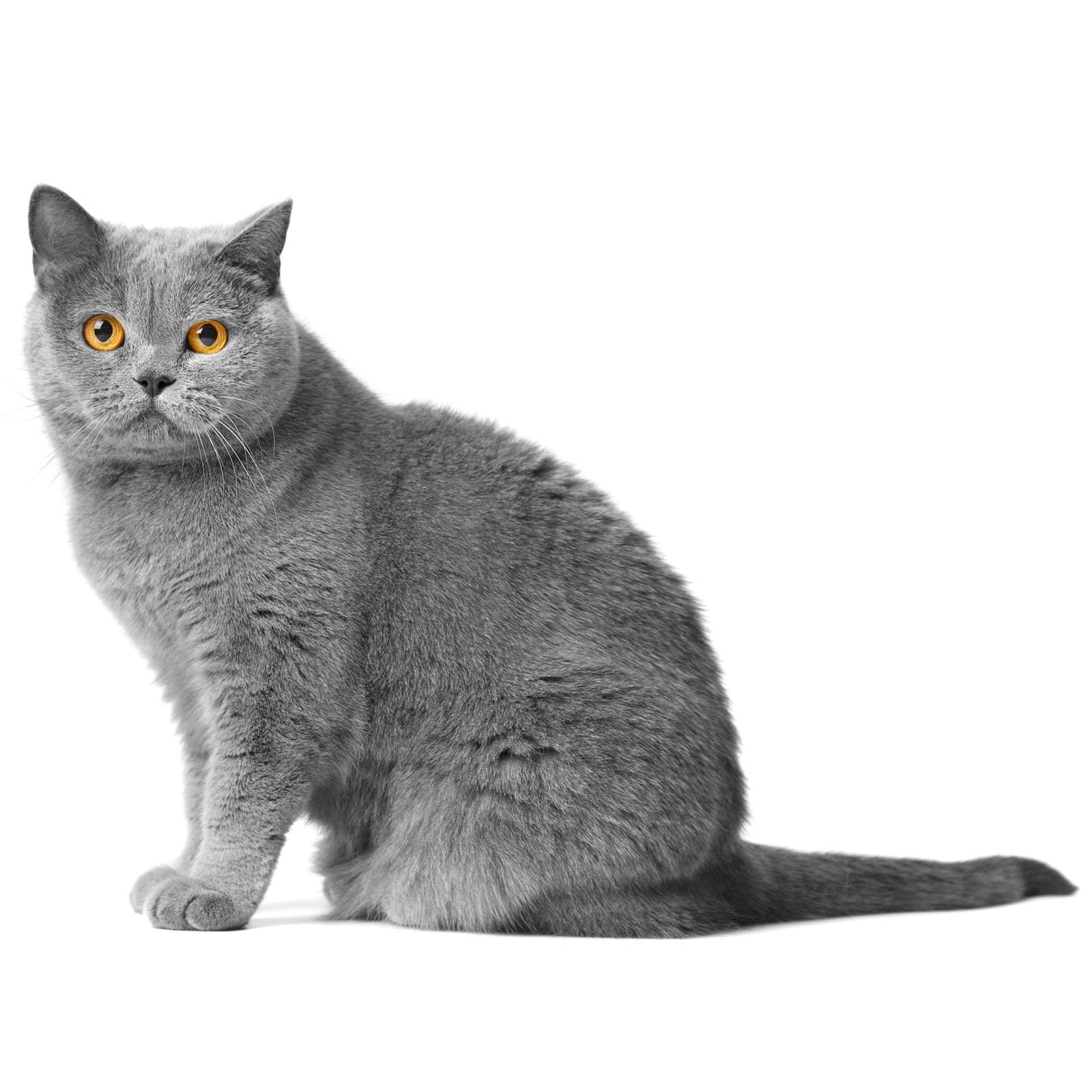 British Shorthair