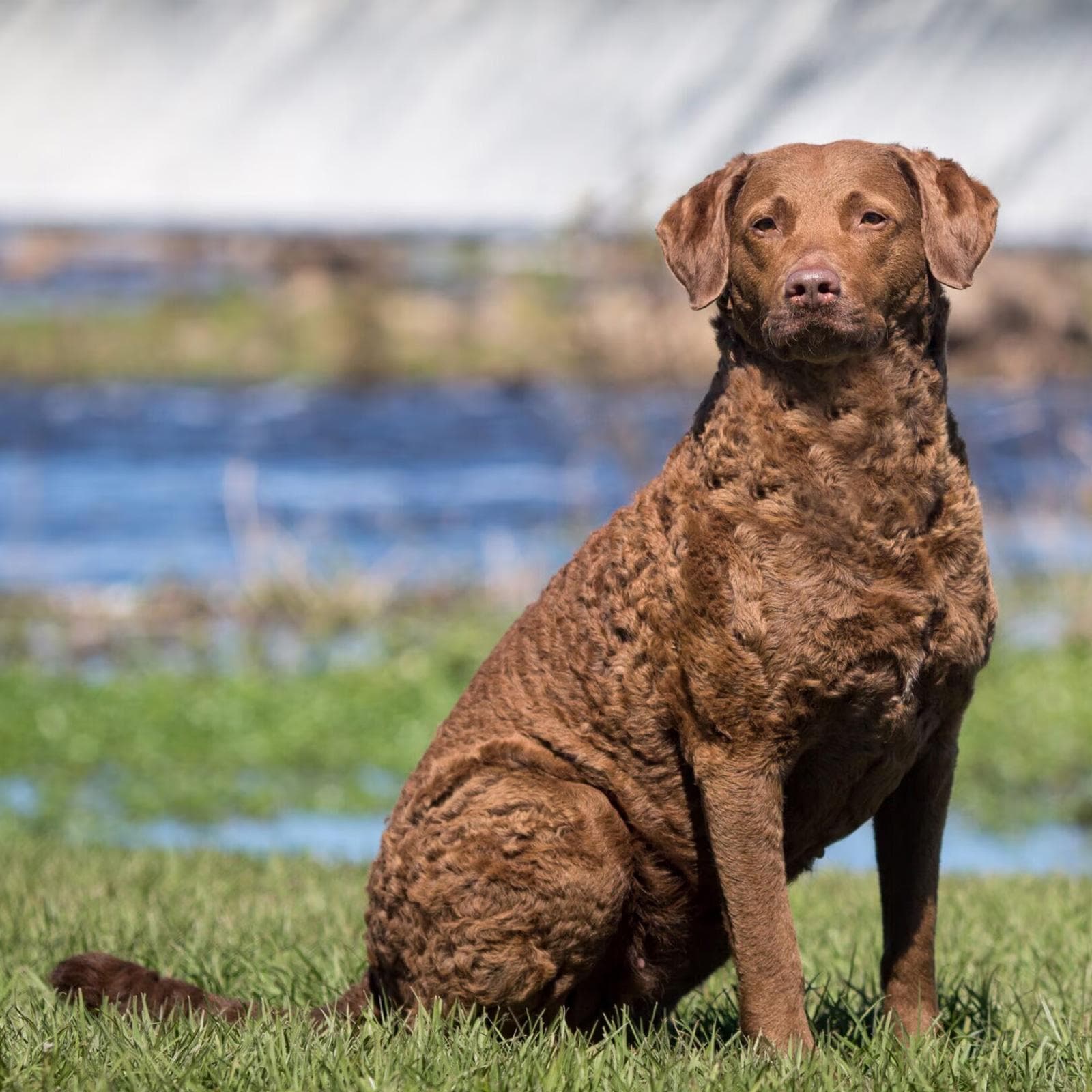 Chesapeake Bay Retriever