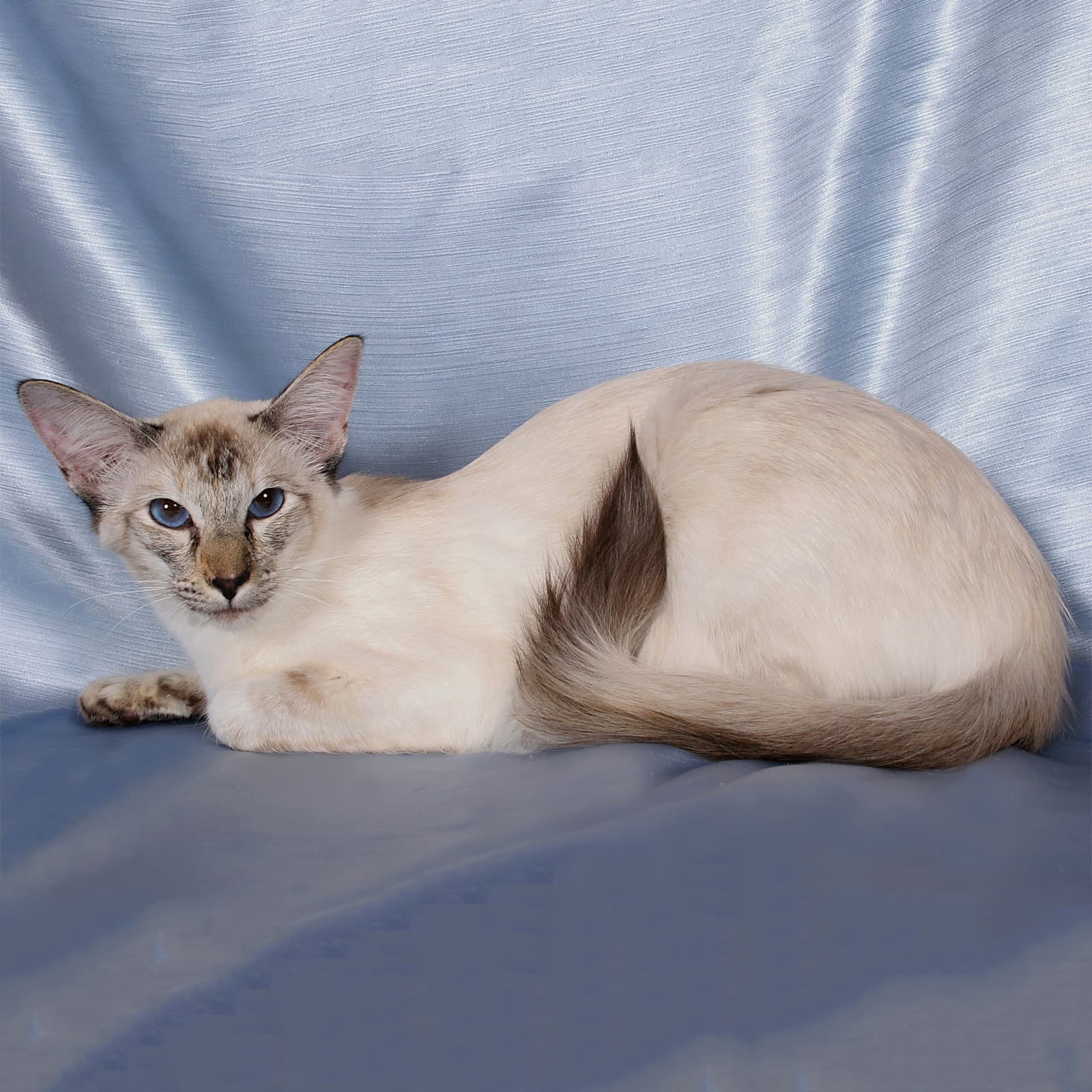 Colorpoint Shorthair